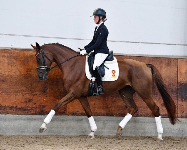 horse Dacota (German Sport Horse, 2020, from Don Royal)