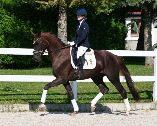 Pferd Fille Merida (Deutsches Sportpferd, 2020, von Marburg's Floricello OLD)