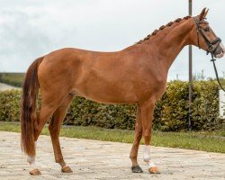 dressage horse Florian de trois Lys (German Sport Horse, 2021, from Fürst Wilhelm)