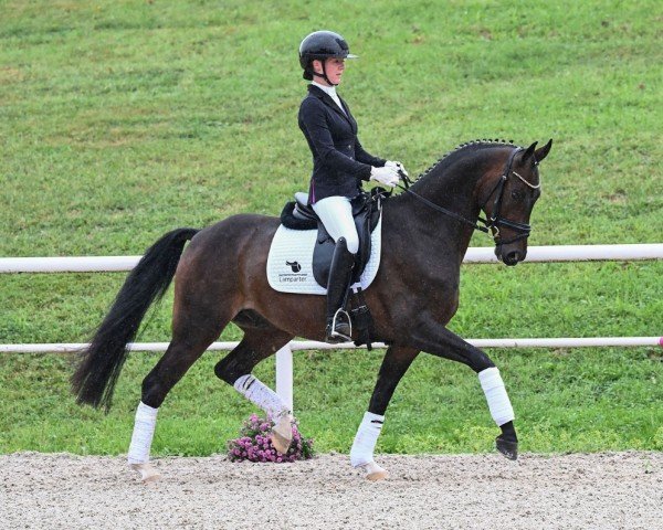horse Splunk (German Sport Horse, 2020, from Sandro Hit)