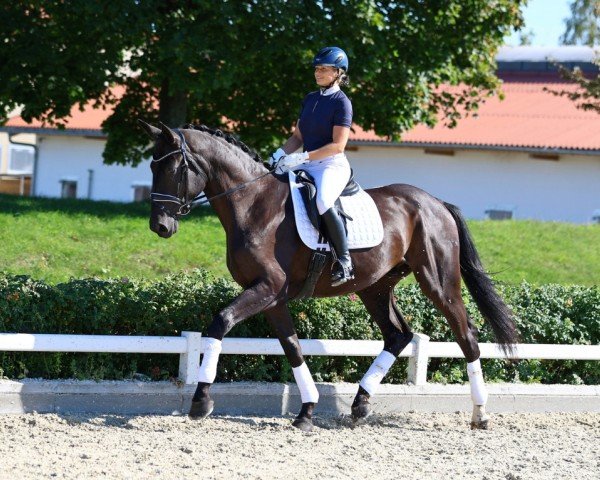 Dressurpferd Secret of dark (Deutsches Sportpferd, 2020, von Secret)