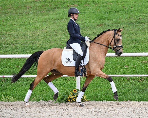 horse Top Champions Pearl (German Riding Pony, 2020, from Top Champion)