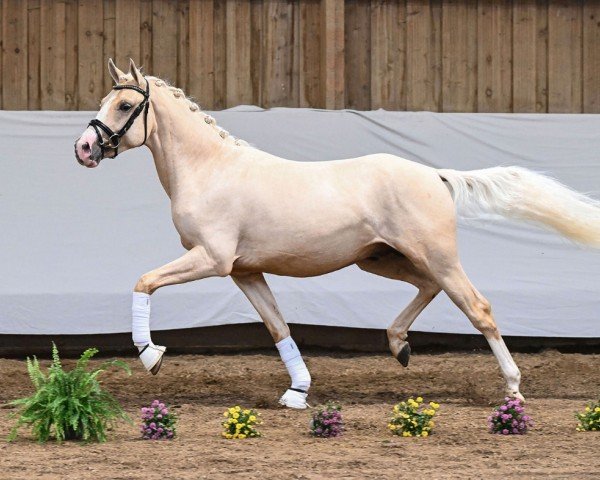 horse Cosmos Glitzerstaub (German Riding Pony, 2022, from DSP Cosmo Royale)
