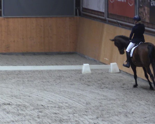 Reitturnier Güstrow/Cavallo Arena  2024