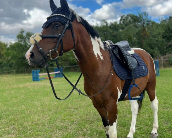 horse Painted Gigolo (Arabian, 2019, from Painted Dragon)