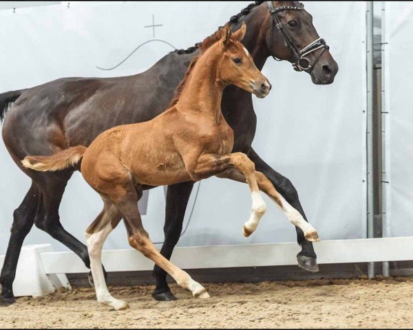 horse San Sebastian (Westphalian, 2024, from San To Alati FRH)
