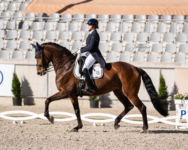 dressage horse Rialta Ls (Westphalian, 2010, from Riccio)