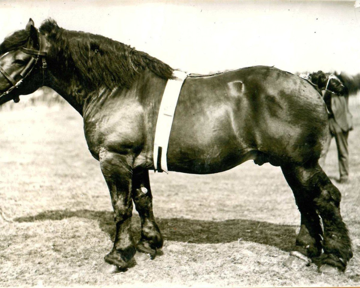 stallion Caesar von Helmeshof S.A.804 (Rhenish-German Cold-Blood, 1917, from Brutus II RS 394)