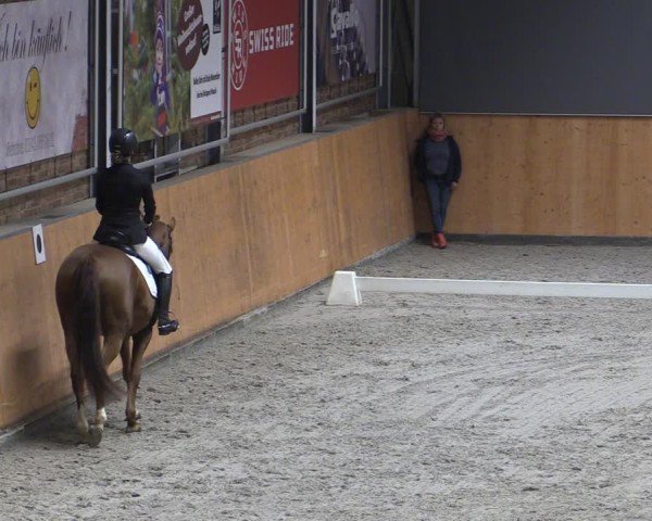 Reitturnier Güstrow/Cavallo Arena  2024
