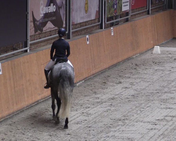 Reitturnier Güstrow/Cavallo Arena  2024
