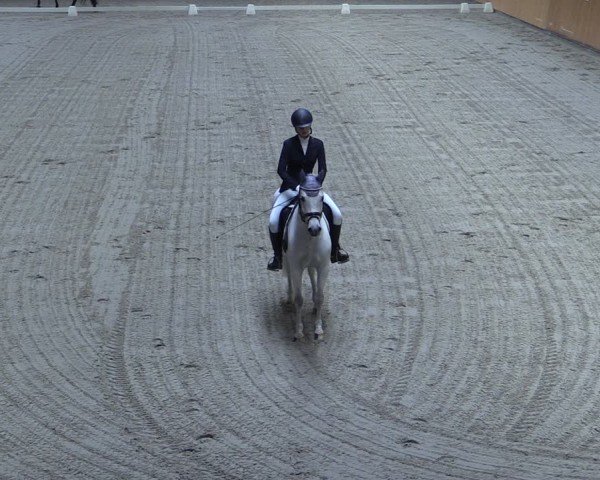 Reitturnier Güstrow/Cavallo Arena  2024