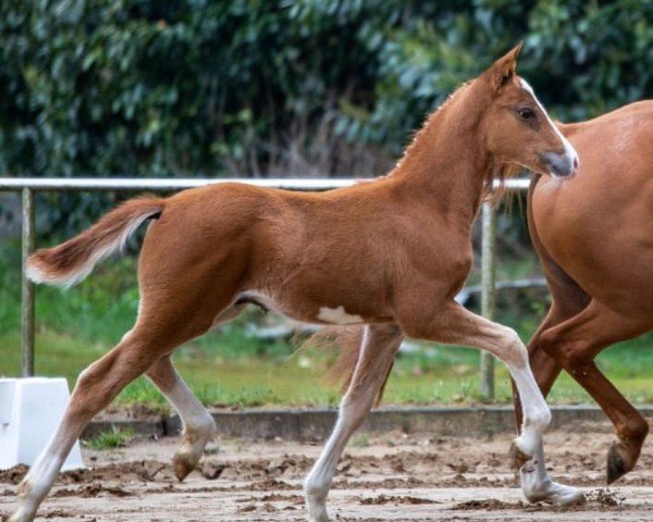 horse Chestnut Royal (German Riding Pony, 2021, from DSP Cosmo Royale)