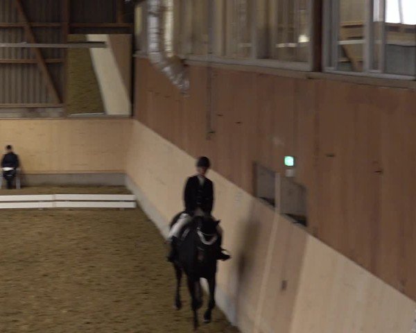 Reitturnier Uster 2024