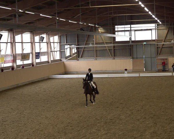 Reitturnier Uster 2024