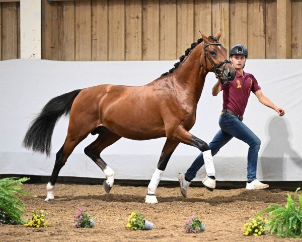 horse Bagis Cosmopolitan II (German Riding Pony, 2022, from FS Champion de Luxe)