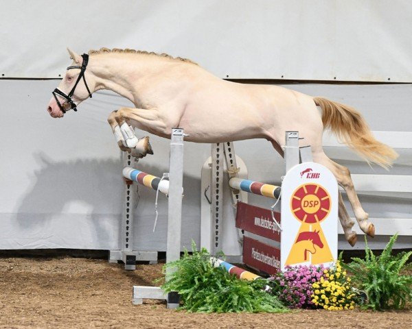 Pferd Maximilian (Deutsches Reitpony, 2022, von FS Mr. Right)