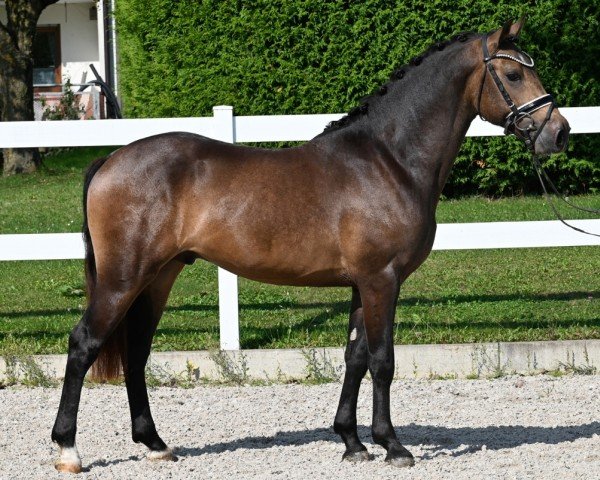 horse Magia ZV SH (German Riding Pony, 2022, from Mescal 15)