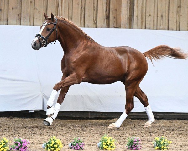 Pferd Dardanos (Deutsches Reitpony, 2022, von Dream Date 7)