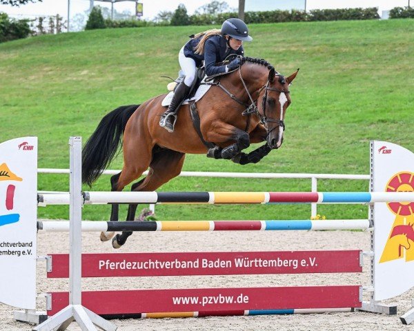 broodmare Monique 197 (Holsteiner, 2019, from Del 'Arko d'Henvet)