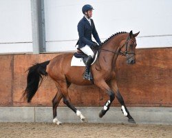 jumper Don d'Elli (Holsteiner, 2019, from Don van het Parelshof Z)