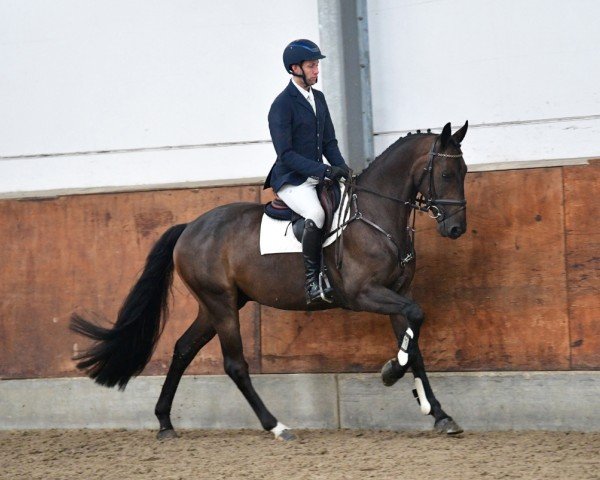 horse Leo (German Sport Horse, 2019, from Lyon D'Amour D)