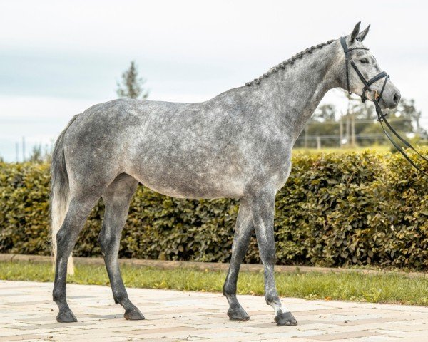 horse Utopia (German Sport Horse, 2020, from Uno I)
