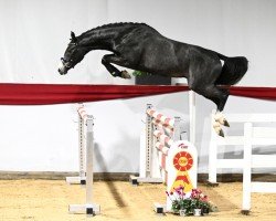 Springpferd Amigo Fiel 2 (Deutsches Sportpferd, 2020, von Asca Z)