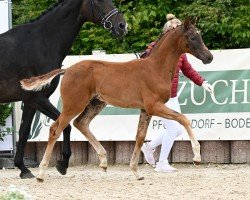 Pferd Vade Mecum (Deutsches Sportpferd, 2024, von Vangelis)