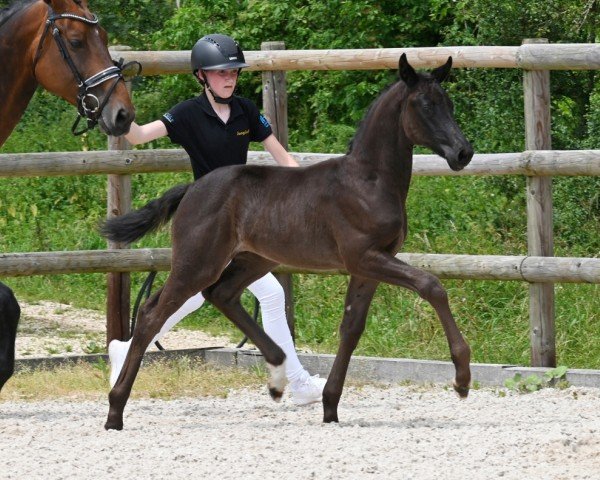 horse Feel Fine (German Sport Horse, 2024, from For Romance I)