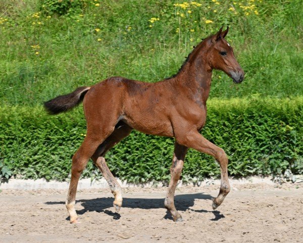 horse Uriel (German Sport Horse, 2024, from Uriko)