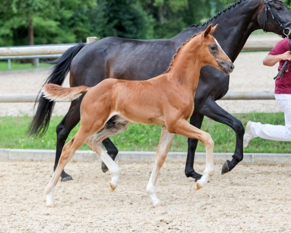 Pferd Veritas (Deutsches Sportpferd, 2024, von DSP VA Bene)
