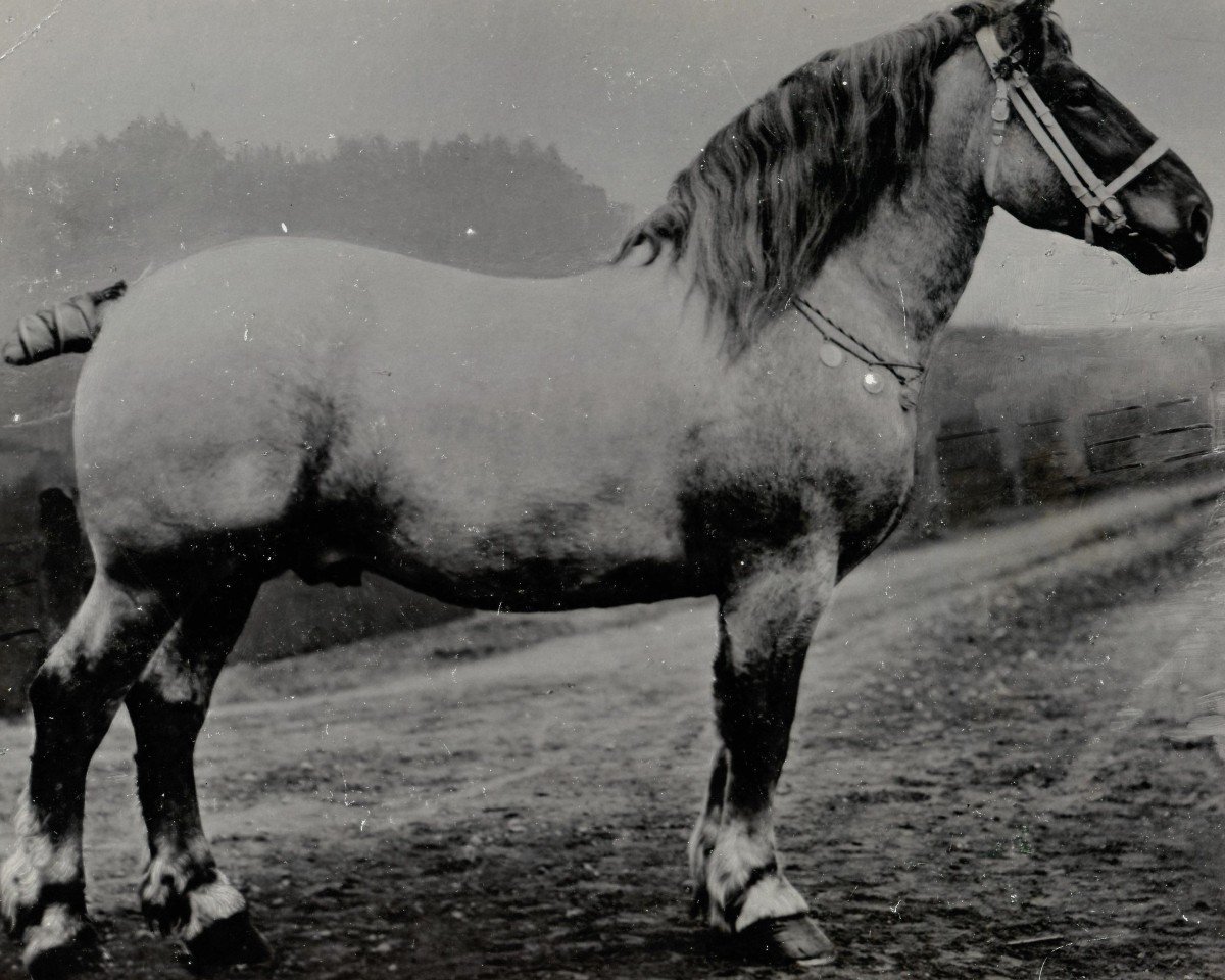 stallion Herold RS 60 (Rhenish-German Cold-Blood, 1895, from Paulin BS)