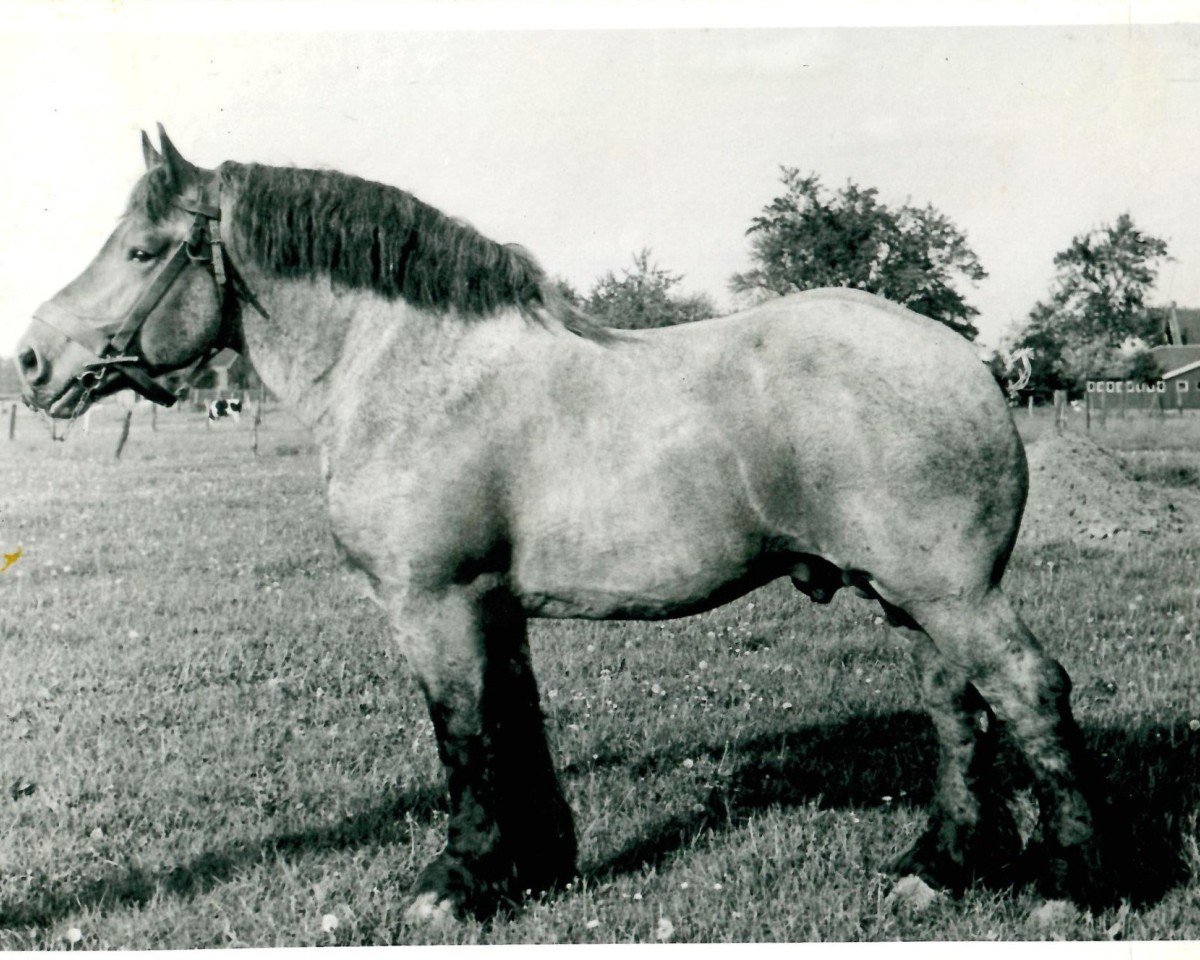 stallion Gamin du Onze RS (S) 362 (Brabant/Belgian draft horse, 1937, from Espoir de Quaregnon B.S.)