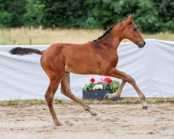 horse Pipalotta (German Sport Horse, 2024, from Quite Great)
