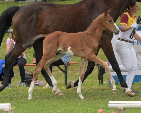 horse El Niño (German Sport Horse, 2024, from Esmeraldo FM)