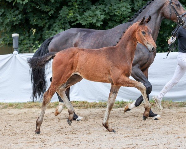 Pferd Vancouver (Deutsches Sportpferd, 2024, von DSP VA Bene)