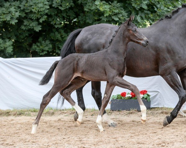 Pferd Simsalabim (Deutsches Sportpferd, 2024, von Sebastino PS)