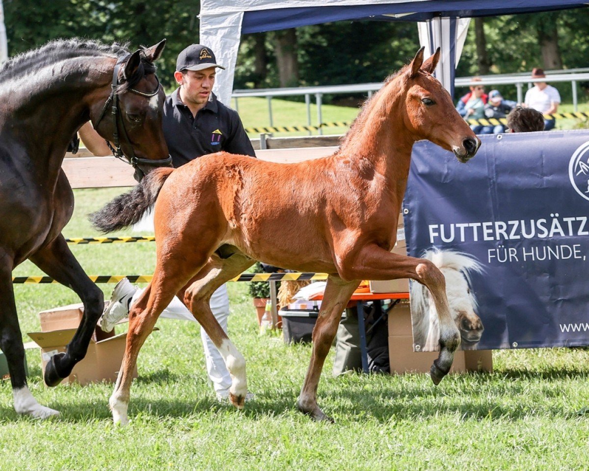 horse Veritabel (German Sport Horse, 2024, from Vangelis)