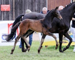 Pferd Fair Lady (Deutsches Sportpferd, 2024, von Birkhof's Fair Game OLD)