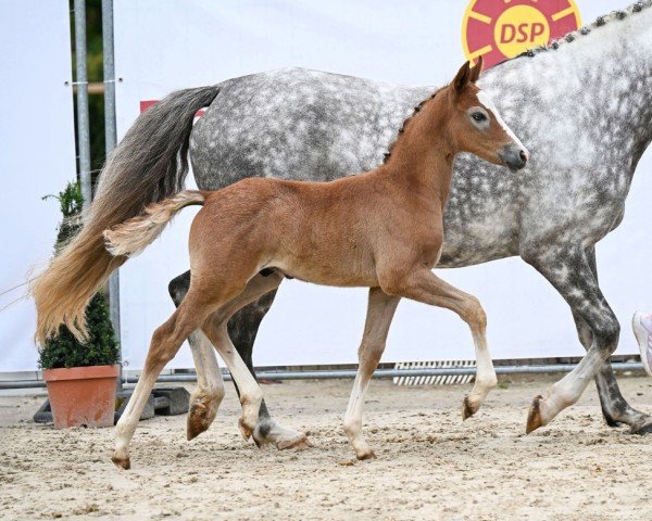 Pferd Bagis Dreamer (Deutsches Reitpony, 2024, von Daydreamer)