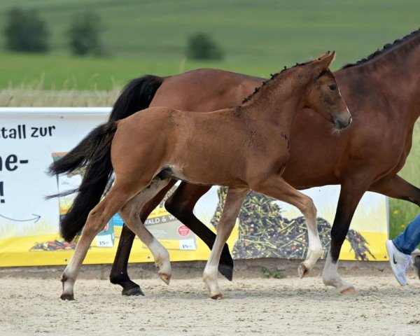 horse C'Esta (German Riding Pony, 2024, from Cosmopolitan NRW)