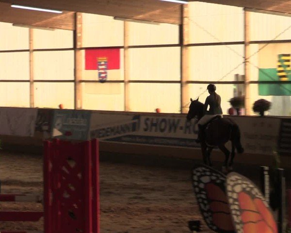 Reitturnier Pausin 2024