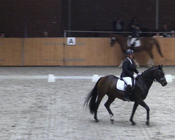 Reitturnier Güstrow/Cavallo Arena  2024