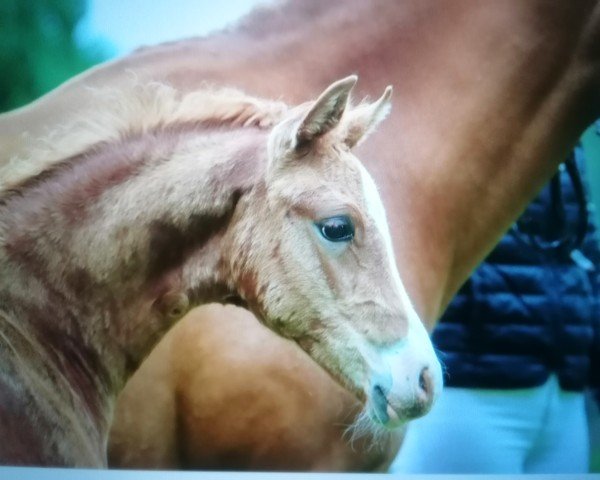 horse Dinerio (German Riding Pony, 2024, from Dear Mr. Date AT)