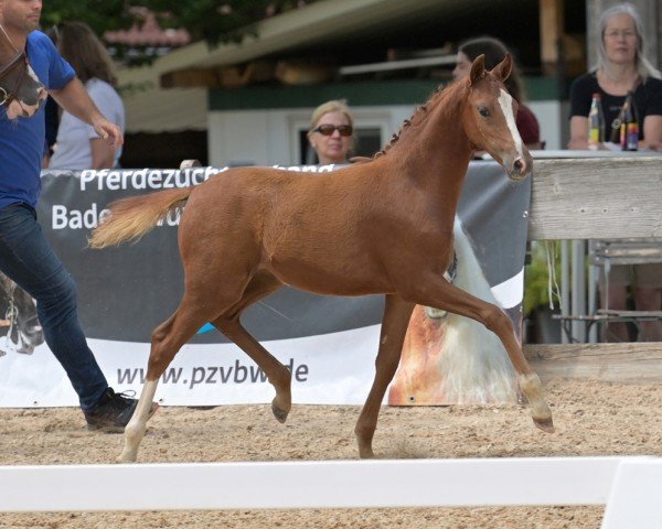 horse Good Day Sunshine (German Riding Pony, 2024, from Wasteins Graciano)