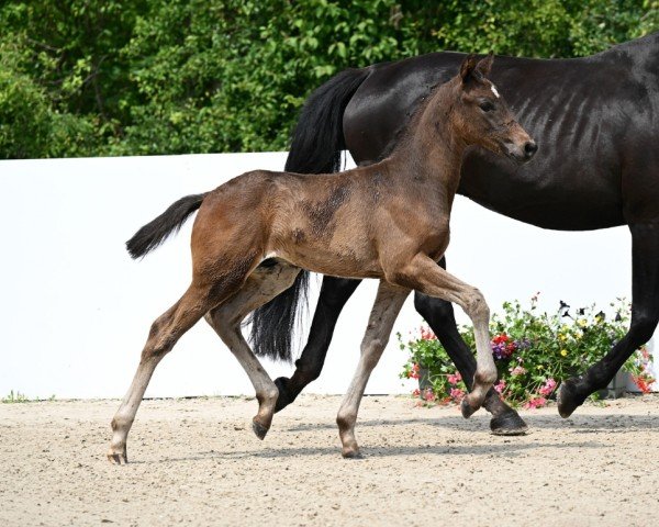 horse Dorido (German Sport Horse, 2024, from Dynamic Dream)