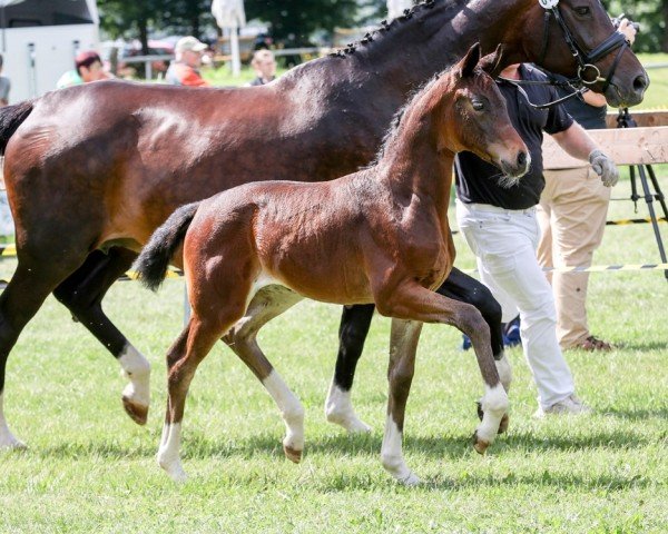 horse Fienchen (German Sport Horse, 2024, from For Romance I)