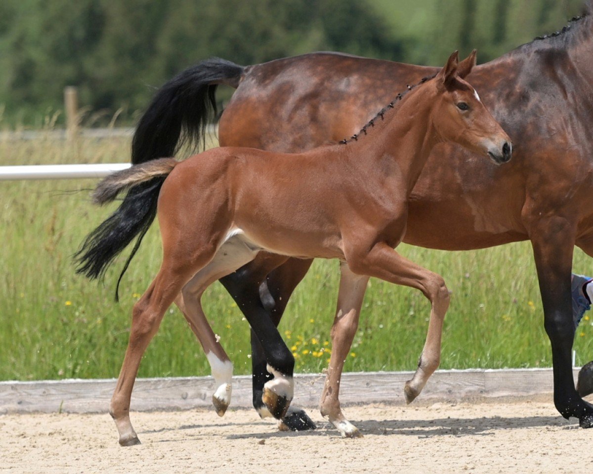 horse Dollargirl (German Sport Horse, 2024, from Denzel Vt Meulenhof)