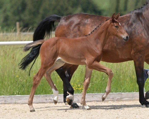 Pferd Dollargirl (Deutsches Sportpferd, 2024, von Denzel Vt Meulenhof) Pferd Dollargirl (Deutsches Sportpferd, 2024, von Denzel Vt Meulenhof)