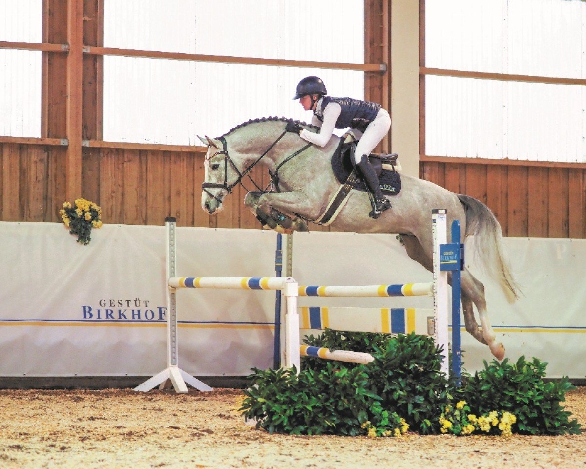 stallion Birkhof's Arezzo Man (German Sport Horse, 2019, from Arezzo)